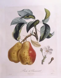 Pære "Bezi de Chaumontel" Henry Louis Duhamel du Monceau, botanisk plade af Pierre Antoine Poiteau