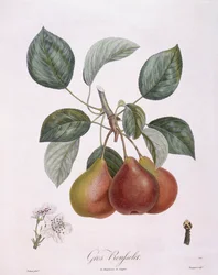 Pære "Gros Rousselet" Henry Louis Duhamel du Monceau, botanisk plade af Pierre Antoine Poiteau