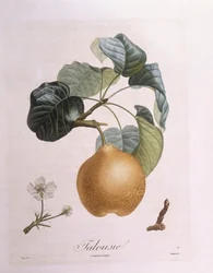 Pære "Talousie" Henry Louis Duhamel du Monceau, botanisk plade af Pierre Antoine Poiteau