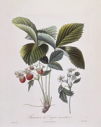 Virginia Strawberry (Fragaria virginiana), Henry Louis Duhamel du Monceau, botanisk plade af Pierre Antoine Poiteau