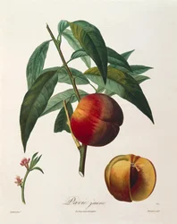 Gul fersken (Pavie Jaune) af Antoine Poiteau