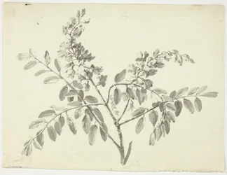 Den blomstrende gren