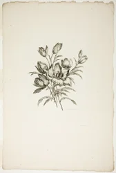 Buket med tulipaner, fra samling af forskellige buketter af blomster, opfundet og tegnet af Jean Pillement og indgraveret af P. C. Canot