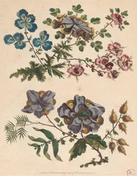 To sprøjter af imaginære blomster