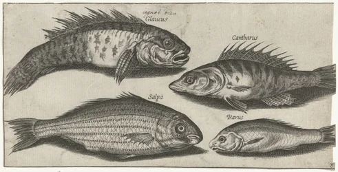 Bockfish, aborre, kutling og en ukendt fisk Fiskeri (serietitel) Piscivm vivae ikoner (serietitel)