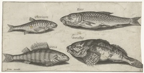 Karper, minnow, havkat og en aborre Fiskeri (serietitel) Piscium vivae-ikoner (serietitel)