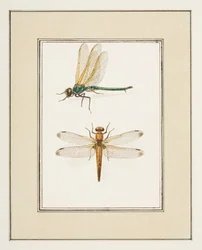 Dragonflies, ca. 1755-65 (akvarel på papir)