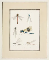 Dragonflies, ca. 1755-65 (akvarel på papir)