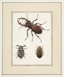 Stag, Chafer og Geelgerande Beetles, ca. 1755-65 (akvarel på papir)