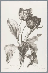 tulp Have Tulip / Tulipa gesneriana L. (titel på objekt) Blomster hentet fra naturen (...) (serietitel)