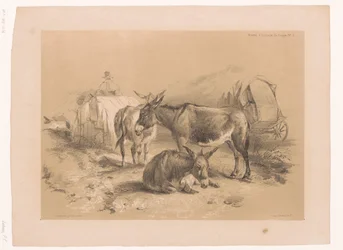 Studie af tre æsler Cooper