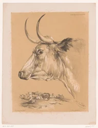 Undersøgelse af et kvæg Cooper