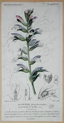 Acanthus Mollis, ca. 1820 (farvet gravering)