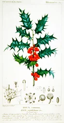 Holly (Ilex aquifolium) botanisk plade, ca. 1820 (farve litho)