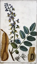 Peruansk balsam