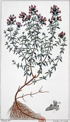 Timian, ca. 1850 (gravering)
