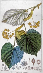 Hvid lind, ca. 1850 (gravering)