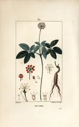 Amerikansk ginseng ou a cinq foldere - Ginseng, Panax quinquefolium, med blomst, blade, frø og rod. Håndfarvet stipplet kobberstik af Lambert Junior efter en tegning af Pierre Jean-Francois Turpin fra Chaumeton, Poiret og Chamberets "" La Fl