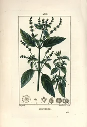 Annual Mercuriale - Mercurial, Mercurialis annua. Håndkoloreret kobberstik af Lambert Junior efter en tegning af Pierre Jean-Francois Turpin fra Chaumeton, Poiret og Chamberets "" La Flore Medicale,"" Paris, Panckoucke