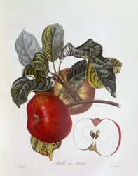 Æble "Belle du Havre", Henry Louis Duhamel du Monceau, botanisk plade af Pierre Jean Francois Turpin