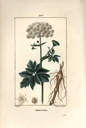 Benzoin eller imperatoire - Masterwort, Imperatoria ostruthium, med blomst, blad og rod. Håndkoloreret kobberstik af Lambert Junior efter en tegning af Pierre Jean-Francois Turpin fra Chaumeton, Poiret og Chamberets "" La Flore Medicale,