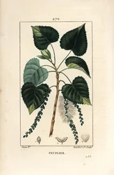 Sort poppel, Populus nigra, med blad, stilk og frø. Håndkoloreret prikket kobberstik af Lambert Junior efter en tegning af Pierre Jean-François Turpin fra Chaumeton, Poiret og Chamberets “La Flore Médicale”, Paris, Panckoucke
