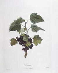 Solbær (Ribes nigrum) eller solbær Noir de Bourgogne Henry Louis Duhamel du Monceau, botanisk plade af Pierre Jean Francois Turpin