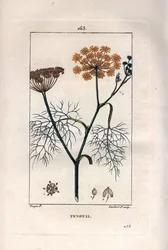 Botanik: Fennikel, fennikel, Foeniculum vulgare. Håndkoloreret kobberstik af Lambert efter en tegning af Pierre Jean-Francois Turpin fra Chaumeton, Poiret et Chamberets "" La Flore Medicale,"" Paris, Panckoucke