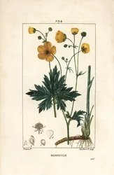 Smørblomst - Opretstående kragefod, Ranunculus acris, med blomst, blad, stilk og rod. Håndfarvet stiplet kobberstik af Lambert Junior efter en tegning af Pierre Jean-Francois Turpin fra Chaumeton, Poiret og Chamberets "" La Flore Medicale,"" Pa