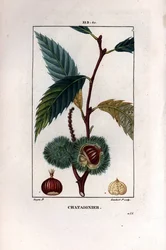 Kastanjegren med frugt (kastanje) - Sødt kastanjetræ, Castanea sylvestris. Håndfarvet stiplet kobberstik af Lambert Junior efter en tegning af Pierre Jean-Francois Turpin fra Chaumeton, Poiret et Chamberets "" La Flore Medicale,"" Paris