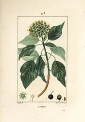 Klatrevedbend - Almindelig efeu, Hedera helix. Håndkoloreret kobberstik af Lambert Junior efter en tegning af Pierre Jean-Francois Turpin fra Chaumeton, Poiret og Chamberets "" La Flore Medicale,"" Paris, Panckoucke
