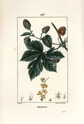Klatrehumle - Humle, Humulus lupulus. Håndkoloreret kobberstik af Lambert Junior efter en tegning af Pierre Jean-Francois Turpin fra Chaumeton, Poiret og Chamberets "" La Flore Medicale,"" Paris, Panckoucke