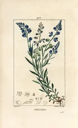Almindelig mælkeurt - mælkeurt, Polygala vulgaris, med blomst, blad, stilk og rod. Håndkoloreret kobberstik af Lambert Junior efter en tegning af Pierre Jean-Francois Turpin fra Chaumeton, Poiret og Chamberets "" La Flore Medicale,"" Pari