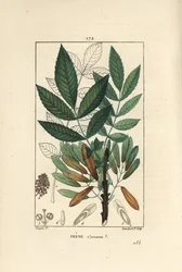 Almindelig ask eller ask eleve - Asketræ, Fraxinus excelsior, viser gren, blade, frø og blade i omrids. Håndkoloreret kobberstik af Lambert Junior efter en tegning af Pierre Jean-Francois Turpin fra Chaumeton, Poiret et Chamberets ""