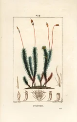 Almindelig polytrichum (skum) - Almindelig hårkappemos, Almindelig polytrichum. Håndkoloreret kobberstik af Lambert Junior efter en tegning af Pierre Jean-Francois Turpin fra Chaumeton, Poiret og Chamberets "" La Flore Medicale,"" Paris, Panckoucke