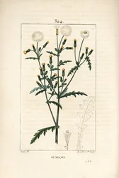 Almindelig senekon - Almindelig jordsel, Senecio vulgaris, med blomster-, blad-, frø-, stilk- og bladomrids. Håndfarvet stiplet kobberstik af Lambert Junior efter en tegning af Pierre Jean-Francois Turpin fra Chaumeton, Poiret og Chamberets "" La F