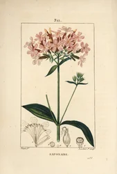 Almindelig soapwort, saponaria officinalis, med blomst, blad, stilk og frø. Håndfarvet stippel kobberplade-gravering af Lambert Junior fra en tegning af Pierre Jean-Francois Turpin fra Chaumeton, Poiret og Chamberet