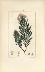 Daphne garou, Thymele eller Saint Bois - Spurge hør, Daphne gnidium. Håndkoloreret kobberstik af Lambert Junior efter en tegning af Pierre Jean-Francois Turpin fra Chaumeton, Poiret og Chamberets "" La Flore Medicale,"" Paris, Panckoucke