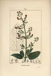 Øre scrofulary - Vandfigenurt, Scrophularia aquatica, med blomster-, blad-, stilk-, frø- og bladomrids. Håndfarvet stiplet kobberstik af Lambert Junior efter en tegning af Pierre Jean-Francois Turpin fra Chaumeton, Poiret og Chamberets "" La F