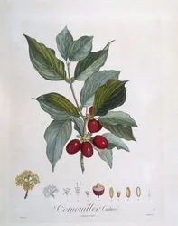 European Cornel (Cornus mas), Henry Louis Duhamel du Monceau, botanisk plade af Pierre Jean Francois Turpin