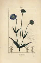 Markknautie eller field scabieuse - Markfnat, Knautia arvensis, med blomster-, blad-, stilk-, frø- og bladomrids. Håndfarvet stiplet kobberstik af Lambert Junior efter en tegning af Pierre Jean-Francois Turpin fra Chaumeton, Poiret og Cham