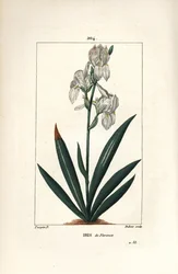 Florentinsk iris, Firenze Iris - Florentinsk iris, Iris florentina, blomst og blad. Håndkoloreret kobberstik af Dubois efter en tegning af Pierre Jean-Francois Turpin fra Chaumeton, Poiret og Chamberets "" La Flore Medicale,"" Paris, Pan