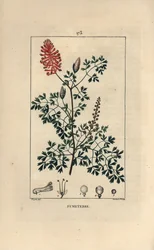 Fumeterre officinale eller Foot de Celine - Fumitory, Fumaria officinalis, der viser blomster, blade og frø. Håndfarvet stiplet kobberstik af Lambert Junior efter en tegning af Pierre Jean-Francois Turpin fra Chaumeton, Poiret et Chamberets "" L