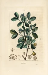 Gaiac eller helligt træ, livets træ - Guaiacum, Guajacum officinale. Håndkoloreret kobberstik af Lambert Junior efter en tegning af Pierre Jean-Francois Turpin fra Chaumeton, Poiret og Chamberets "" La Flore Medicale,"" Paris, Panckoucke