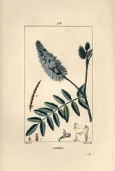 Galega - Gedevej, Galega officinalis, med blomst, blade og frø. Håndkoloreret kobberstik af Dubois efter en tegning af Pierre Jean-Francois Turpin fra Chaumeton, Poiret og Chamberets "" La Flore Medicale,"" Paris, Panckoucke