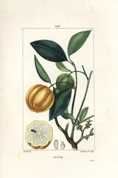 Garcinia gummi gutta eller Malabar Tamarinier, Gambooge, Brindall Bay - Gum guttae træ, Cambogia gutta, med frugt, blade, blomst og frugt i sektion. Håndfarvet stipplet kobberstik af Lambert Junior efter en tegning af Pierre Jean-Francois Turpin