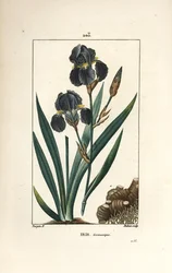 Tysk iris eller haveiris - Blå blomst de luce, Iris germanica, blad, blomst og rod. Håndfarvet stiplet kobberstik af Dubois efter en tegning af Pierre Jean-Francois Turpin fra Chaumeton, Poiret og Chamberets "" La Flore Medicale,"" Paris