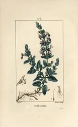 Germandree petit oak - Germander, Teucrium chamaedrys. Håndkoloreret kobberstik af Lambert Junior efter en tegning af Pierre Jean-Francois Turpin fra Chaumeton, Poiret og Chamberets "" La Flore Medicale,"" Paris, Panckoucke