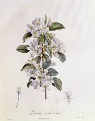 Hagtorn (Crataegus azarolus) blomst Henry Louis Duhamel du Monceau, botanisk plade af Pierre Jean Francois Turpin