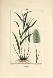 Indisk nardus, angiver, spicanard - Spikenard, Andropogon nardus, med blad, rod og blomst. Håndfarvet stiplet kobberstik af Lambert Junior efter en tegning af Pierre Jean-Francois Turpin fra Chaumeton, Poiret og Chamberets "" La Flore Medi